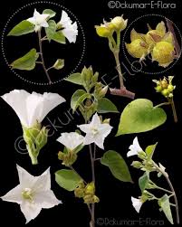 Image result for Jacquemontia paniculata