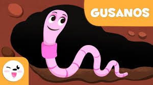 Animales que respiran por las traqueas para colorear. Los Gusanos Para Ninos Animales Invertebrados Ciencias Naturales Para Ninos Youtube