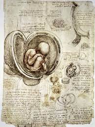 Ancient anatomical drawings by leonardo davinci. Leonardo Da Vinci Anatomical Studies And Drawings Britannica