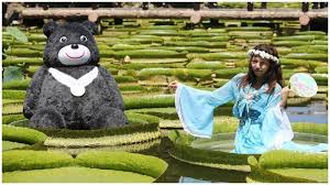 Check spelling or type a new query. Saking Besarnya Daun Teratai Raksasa Di Taman Shuangxi Taiwan Bisa Diduduki Tribunnews Com Mobile