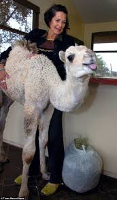 There is an exception for a legal alien who has a hunting license issued in the united states, but that's a possession, rather than an ownership exception — you can't own, but you can borrow or rent in that instance: Peggye Mcnair And Mark Mere Trampled To Death By Camel In Texas Daily Mail Online