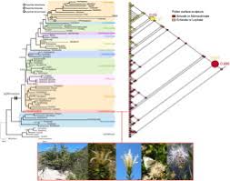 Image result for Athroisma gracile