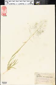 Image result for Sporobolus coromandelianus