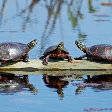 Maybe you would like to learn more about one of these? Painted Turtles As Pets Aquatic Turtle Care