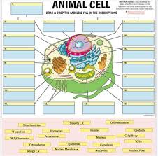 We did not find results for: Help Please Animal Cell Diagram Brainly Com