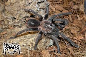 Phormictopus Sp Green Juvenile Male Madarpok Tarantula Vogelspinnen Spider Phormictopus Arachnids Spiders Tarantula Spider