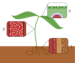 The passage of watery vapor from a living body (as of a plant) through a membrane or pores. Transpiration Wikipedia