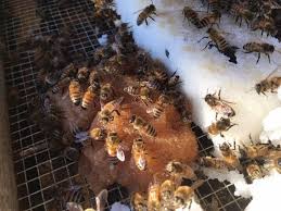 Sugar Cakes Recipe — Home Sweet Bees