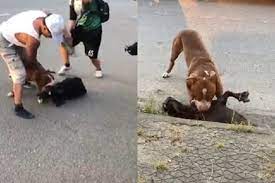 Con chó cắn chết người đã được đưa về nhốt trong chuồng tại nhà. Trong Luc Bá»‹ Cho Pitbull Cáº¯n Nen Lam Gi Va Lam Gi Sau Khi Bá»‹ Cho Cáº¯n