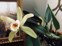 After stargazing lillies almost killing my daughter's kitten, i googled your article and found several plants i need to remove from my. Are Cattleya Orchids Poisonous To Cats 2020 Pets News And Review