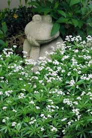 Image result for Galium