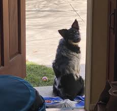 Pin By Moony On Spencer In 2020 Cute Animals Ethan Crankgameplays Baby Boy Blues