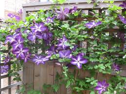 Clematis Violacea Sichtschutz Kletterpflanze Holz Gitter Clematis Pflanzen Pflanzen Kletterpflanzen