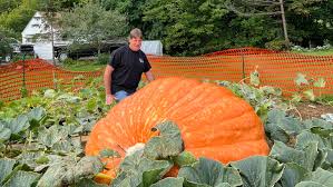 Image result for giant pumpkin