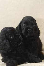 Baby Black And Brown Cocker Spaniel Pin By Kayla Peters On Cute Cocker Spaniel Puppies Spaniel Puppies American Cocker Spaniel