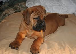 Browse thru our id verified puppy for sale listings to find your perfect puppy in your area. Bullmastiff Puppies For Sale Near Me Petfinder