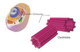 Maybe you would like to learn more about one of these? Cell Structure Flashcards Quizlet