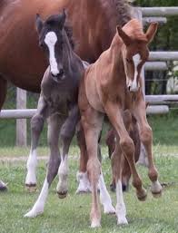 Tumblr Horses Pretty Horses Cute Horses