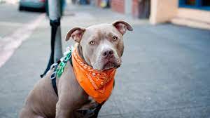To manage your pet's yelping, many dog bark control devices are available on the barking control device teaches the pups that when they bark negative things happen. The 10 Most Dangerous Dog Breeds