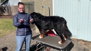The result was a miniature bernese mountain dog. Mini Bernese Mountain Dog The Gentle Micro Giant Sir Doggie