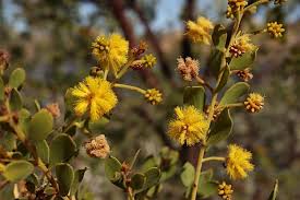 Image result for Acacia montigena
