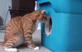 Chats 9 Astuces Malignes Pour S En Occuper Et Faire Leur Bonheur Astuces De Grand Mere Abri Pour Chat Chat Cabane Chat