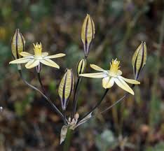 Image result for Tricalysia sp. E