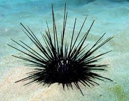 Wana Sea Urchin Google Search Plant Leaves Plants Dandelion