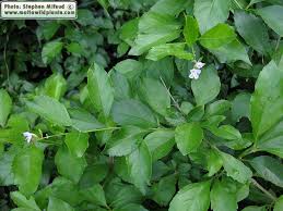 Image result for Duranta erecta