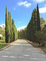 Image result for Cupressus sempervirens