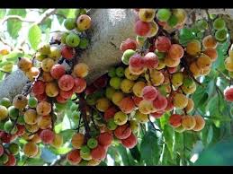 The best fig fruit is from smyrna fig cuttings. Ficus Racemosa Indian Fig Tree Youtube