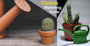 Cactus are, necessarily, very hardy and most species will send out roots from cut portions even though no roots are (some cacti only feed once anually) you have to know your plant. How Often To Water Cactus Plants Ultimate Cactus Watering Guide