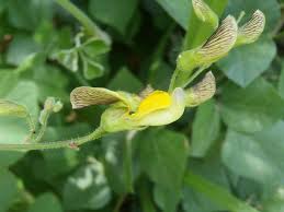 Image result for Rhynchosia caribaea