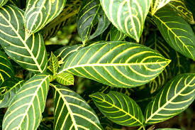 Image result for Sanchezia