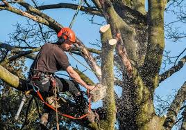 We did not find results for: Comment Abattre Efficacement Un Arbre