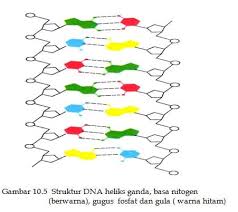 Gambar terkait dengan gambar bunga dan bagian bagiannya. Asam Nukleat Sifat Ciri Jenis Macam Fungsi Struktur
