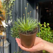 Image result for Syngonanthus angolensis