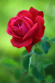 Untitled Amazing Flowers Beautiful Flowers Love Flowers