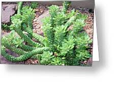 Image result for Monadenium friesii