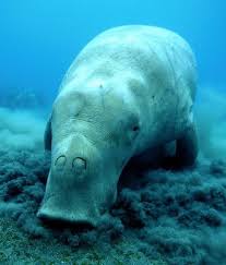 Dugong Grazing Spot One Of These Rare Creatures At Shark Bay Or Ningaloo In Western Australia Ocean Creatures Ocean Animals Sea Mammal