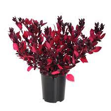 150mm Alternanthera Little Ruby Alternanthera Dentata Bunnings Warehouse Little Ruby Ruby Border Plants
