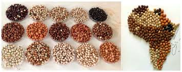 Image result for Sphenostylis