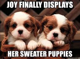 Tweeting some of the best pictures uploaded to reddit! Joy Finally Displays Her Sweater Puppies 2 Cute Puppies Meme Generator