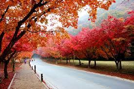 Take an easy hike from namsan park to really take in the foliage on. An Ultimate Guide To Autumn In Korea Fall Foliage Forecast 2020