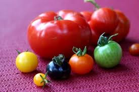 Eigenes Gemuse Knackig Frischer Salat Die Geliebten Tomaten Oder Gurken Und Etwas Obst Neben All Den Scho Tomaten Pflanzen Bluhende Pflanzen Tomaten Zuchten