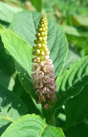 Image result for Phytolacca