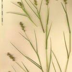 Image result for Cenchrus incertus