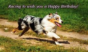 Racing To Wish You A Happy Birthday Wb4639 Australian Shepherd Smartest Dogs Aussie Dogs