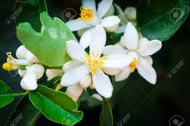Maybe you would like to learn more about one of these? White Lemon Tree Flowers Stock Photo Picture And Royalty Free Image Image 36718586