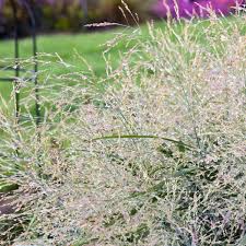 Image result for Panicum novemnerve
